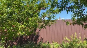 Шарафуга. 27 июля 2024 года. Самарская область