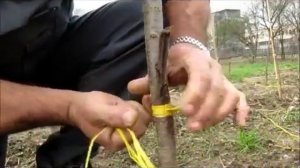 Прививка Сливы Черенком. Методом Черенком в крону. (Италия).