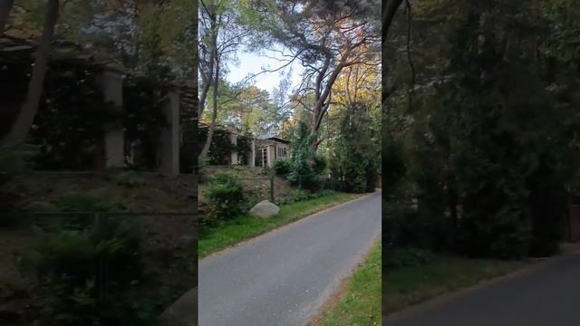 Вечер в Светлогорске. Цветут понтийские рододендроны смотреть онлайн