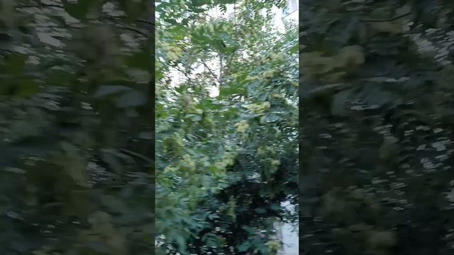 Цвет настроения  субботний и летний одновременно 😊🌞🌿