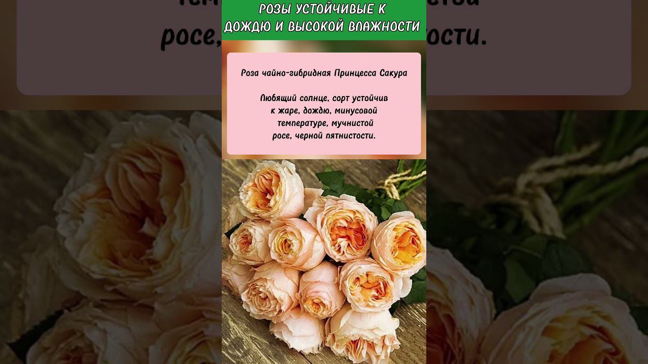 Самые устойчивые к дождю розы.  #советысадоводам #розы #ассортимент