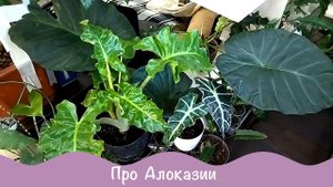 Комнатные растения. Алоказия. Ошибки в уходе.