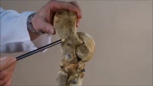 скелет стопы лошади