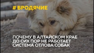 Грозятся отстреливать: почему в Алтайском крае не работает закон об отлове бродячих собак