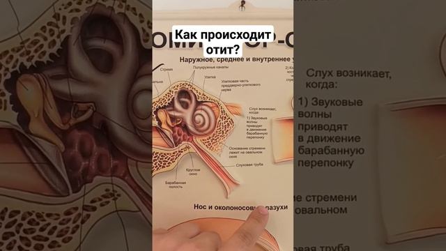 как узнать что у ребенка отит? #дети #здоровье #оториноларинголог #врач #аденоиды