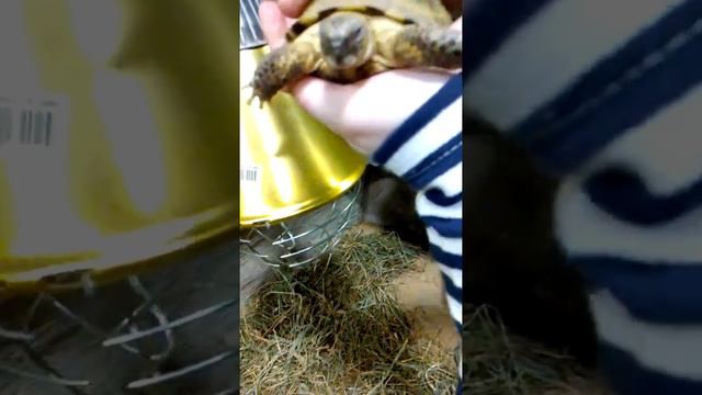 Мини Зоопарк " Белый кенгуру"/ 1 часть;) смотреть онлайн