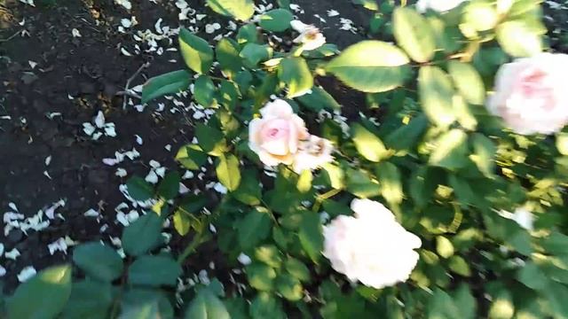 Английская роза Э Шропшир Лэд (A Shropshire Lad), rozapochtoi.ru смотреть онлайн