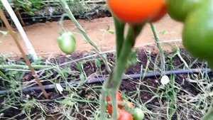 Томат  Мексиканская дыня (Mexikanische Horio Melone).