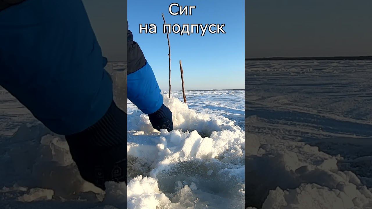 Сиг на подпуск Амур #рыбалка #яспиннингист #первыйлед смотреть онлайн