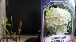 МЕТЕЛЬЧАТЫЕ ГОРТЕНЗИИ Polar Bear и Wim’s Red. МНОГОЛЕТНИКИ ИЗ КОРОБОК.  #гортензии #кустарники #сад