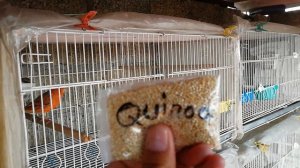 QUINOA PARA CANARIOS SUS PROPIEDADES Y BENEFICIOS PARA NUESTRAS AVES AVIARIO LA CRI MX