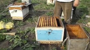 когда можно ставить вощину в семью пчел - весна на пасеке