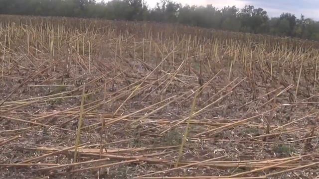 Уборка подсолнечника и сев озимой пшеницы посевным комплексом Дон 637