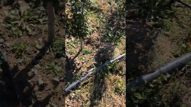 Наш экспериментальный участок в Балыкчы. Год закладки 2017. Выращиваем карликовые яблоки, черешню и смотреть онлайн