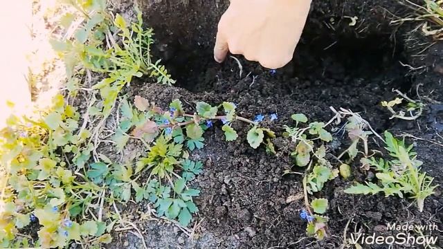 Борьба с кротами на участке, или как поймать крота. Наш личный опыт... смотреть онлайн