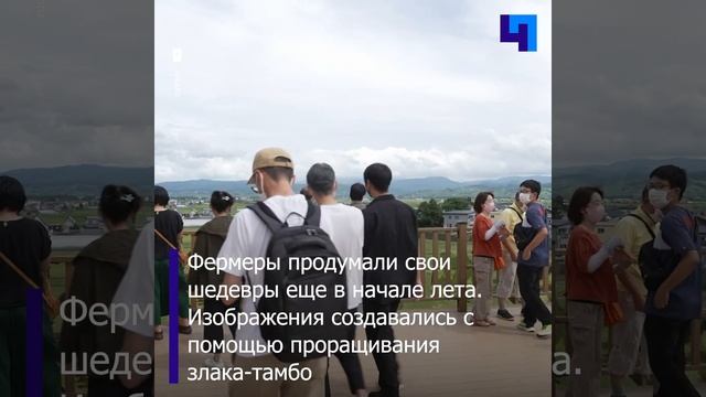 На рисовых полях в Японии выросли «Мона Лиза» и «На берегу озера» смотреть онлайн