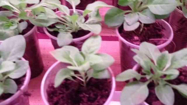 Петуния сегодня, небольшой обзор. 20.03.22 смотреть онлайн