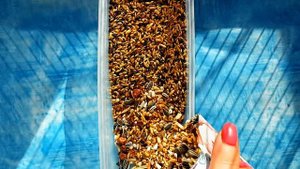 ЗЯБЛИК и КАНАРЕЙКА. СОДЕРЖАНИЕ И КОРМЛЕНИЕ