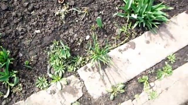 АПРЕЛЬСКИЙ ЛУК зачем сеять и выращивать смотреть онлайн