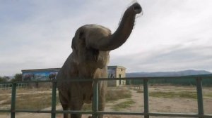 Этого слона ураган не унесет 🤣 О слонах и о зубах. Тайган