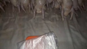 Техасский белый перепел, забой 51 день