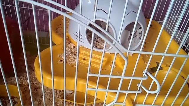 Чем кормить хомячка джунгарика. ШОКОЛАД?! смотреть онлайн