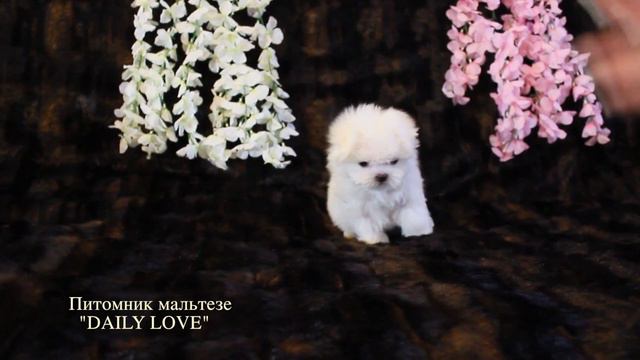 Щенок мальтезе смотреть онлайн