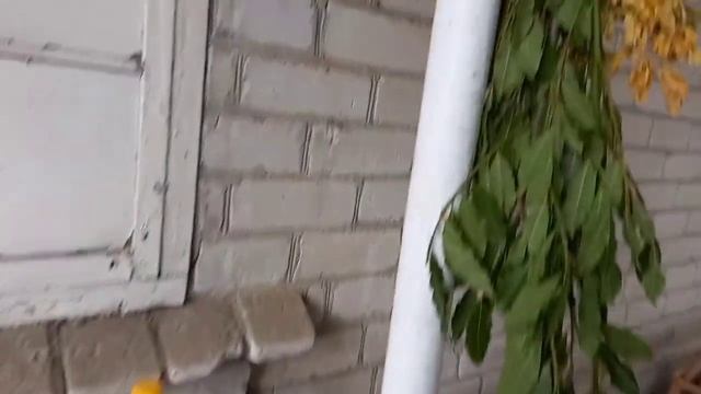 Сездили на рынок за продуктами, готовлю говяжье лёгкие смотреть онлайн