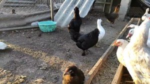 ЯЙЦЕНОСКОСТЬ НАШИХ КУР! ГДЕ И КАКИЕ ЯЙЦА НЕСУТ НАШИ КУРЫ?) ЗЕЛЁНЫЕ ЯЙЦА, КУРЫ АМЕРАУКАНА И ГРЮНГЛЕР