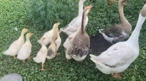 Выпустили гусей с гусятами на прогулку, купили ещё гусят, но взрослые их не принимают