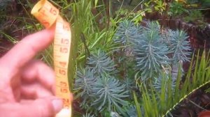 Canary Island Date Palm in our Garden on Salt Spring Island