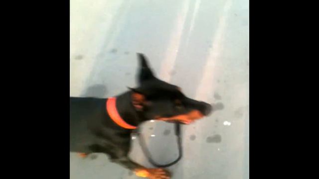 Неуправляемый доберман! смотреть онлайн