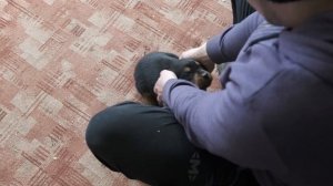 Первое с чего надо начать. Воспитание щенка ротвейлера 2 месяца. Зрительный контакт.