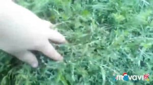 Грибы в огороде. Шампиньоны на грядках.