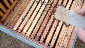 Один из способов подсадки матки в пересылочной клеточке.