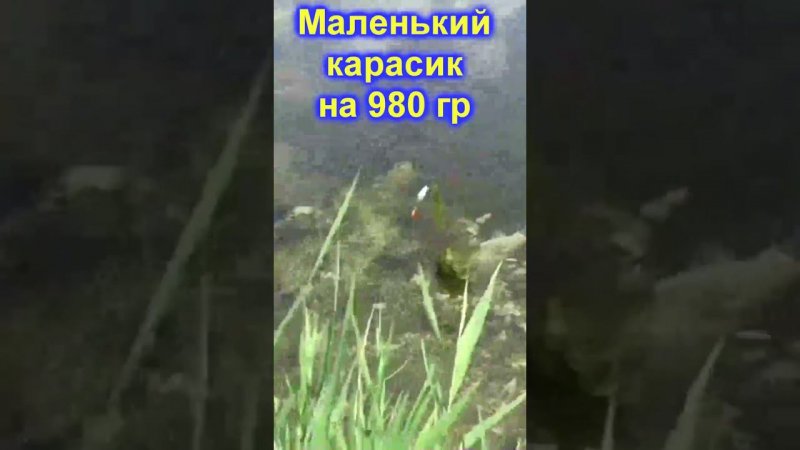 Карась на 980 грамм #shorts