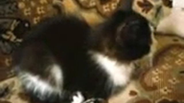 Отдам котят в хорошие руки смотреть онлайн