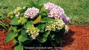 Как поливать гортензию садовую правильно