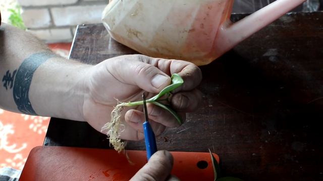 Арбуз в Подмосковье( Прививка арбуза часть 2) смотреть онлайн