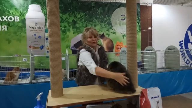 Выставка "Теплые коты" эксперт Журавлёва Марина. Мейн-кун.