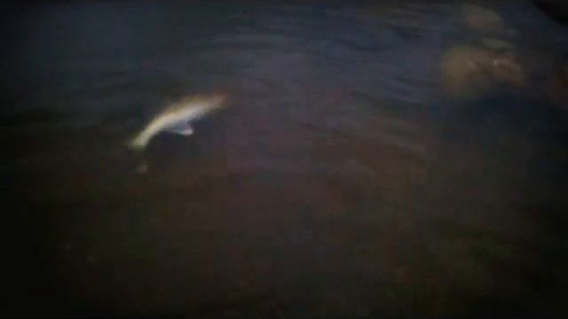 Ловля щуки и судака в Канаде смотреть онлайн