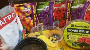 Плюмерия. Проращивание семян. Мой опыт выращивания плюмерии