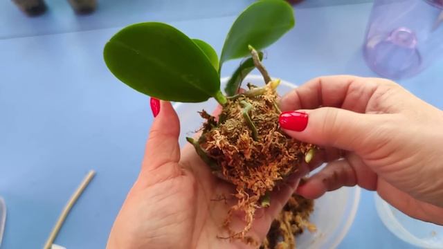 10.03.21.ОРХИДЕИ из Азии... и горшки АРТЕ с браком??? смотреть онлайн