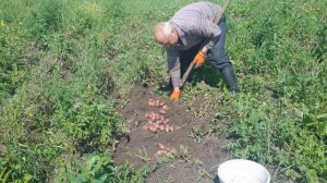 Первая выкопка картофеля Ред Скарлет. 01 августа 2017 года.