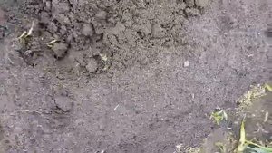 Хотите избавиться от проволочника тогда смотри с чем нужно садить картошку