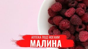 МАЛИНА / Насто и лечебные св-ва / Правила заготовки малины на зиму / Аптека под ногами