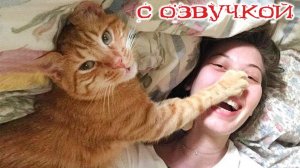 Приколы с котами! Смешные коты! С ОЗВУЧКОЙ! Самые смешные животные! ПОПРОБУЙ НЕ ЗАСМЕЯТЬСЯ