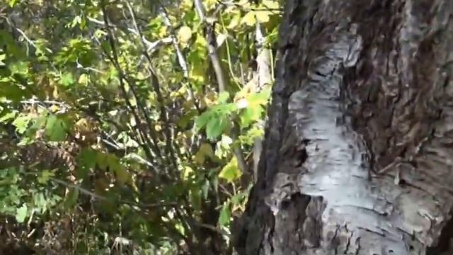 Собираю гриб Чага. смотреть онлайн