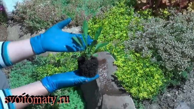 Кореопсис – выращивание и уход. Цветение в первый год