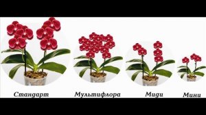 ОТЛИЧИЯ ОРХИДЕЙ. Мини, миди, мультифлора, стандарт